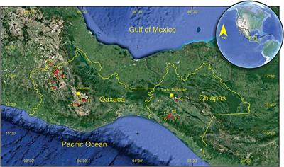 Species Diversity and Paleoecology of Late Pleistocene Horses From Southern Mexico